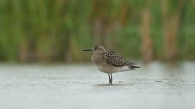Ruff Calidris pugnax kuş yağmuru gölet sularında süzülen kıyı kuşları genç doğa yürüyüşleri sevimli, güzel hayvan, güzel büyülü hayvan, kuş izleme kuşbilimi, vahşi yaşam.