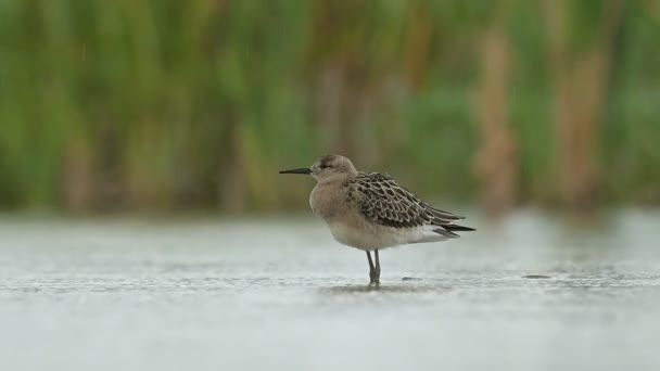 Ruff Calidris Pugnax Bird Rain Water Pond Wetland Wading Shorebirds — Stock Video