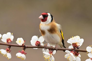 Avrupa ispinozu Carduelis carduelis kuş ötüşlü yaban hayatı doğa yırtıcı horoz kuzeyde, güzel hayvan ispinozu, sevimli büyülü hayvan, kuş izleme kuşbilimi, böcek avı