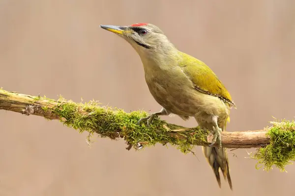 stock image Greyheaded woodpecker Picus canus bird songbird wildlife nature predator cock o the north, beautiful animal mountain finch, lovely magical animal, bird watching ornithology, insectivore prey fauna