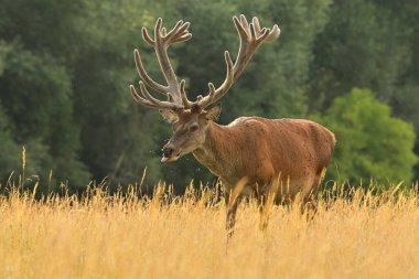 Cervus elaphus yaban hayatı. Kızıl geyik boynuzları avlanır. Batı geyiği Avrupa erkek geyiği çayırlarda otlar. Dağlarda güzel gözler.