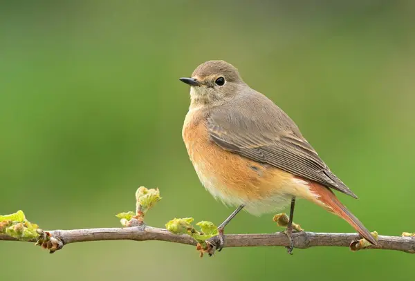 stock image Common redstart Phoenicurus phoenicurus bird songbird wildlife nature predator cock o the north, beautiful animal mountain finch, lovely magical animal, bird watching ornithology, insectivore prey