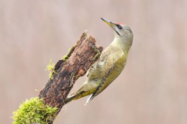 Gri başlı ağaçkakan Picus kuş bülbülü ötücü yaban hayatı yırtıcı horoz kuzeyde, güzel hayvan ispinozu, sevimli büyülü hayvan, kuş izleme kuşbilimci, böcek avı fauna