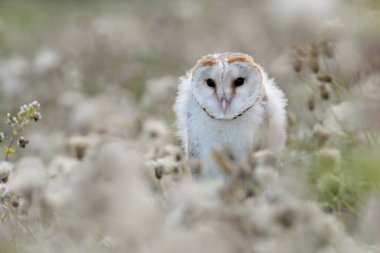 Ahır baykuşu Tyto alba genç kuzey uzun kulaklı baykuş tüyü tozlu tüylü vahşi doğa daha az boynuzlu kedi, güzel hayvan, sevimli büyülü hayvan, kuş izleme kuşbilimi, vahşi yaşam tatlı