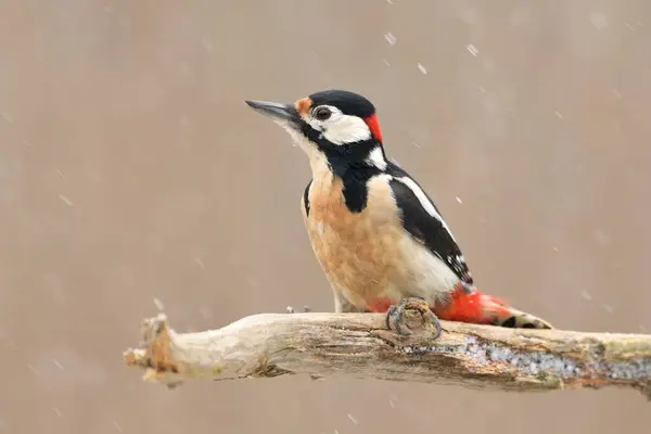 Stock image Great spotted woodpecker Dendrocopos major bird songbird wildlife nature predator cock o the north, beautiful animal mountain finch, lovely magical animal, bird watching ornithology, insectivore prey