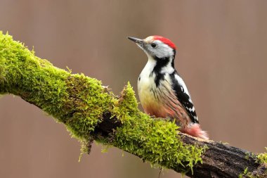 Middle spotted woodpecker Dendrocopos medius bird songbird wildlife nature predator cock o the north, beautiful animal mountain finch, lovely magical animal, bird watching ornithology, insectivore clipart