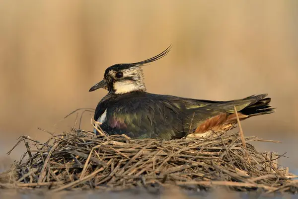 stock image Northern lapwing Vanellus vanellus bird rain water in pond wetland wading shorebirds waders young nature wildlife cute darling, beautiful animal, lovely animal, bird ornithology, fauna wildlife sweet