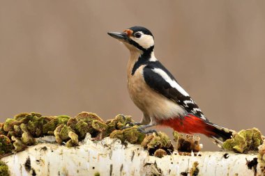 Great spotted woodpecker Dendrocopos major bird songbird wildlife nature predator cock o the north, beautiful animal mountain finch, lovely magical animal, bird watching ornithology, insectivore prey clipart