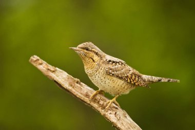 Avrasyalı boğucu Jynx torquilla kuş ötüşü vahşi yaşam doğanın vahşi horozu kuzeydeki yırtıcı horoz, güzel hayvan ispinozu, sevimli büyülü hayvan, kuş izleme kuşbilimi, böcek avlama faunası