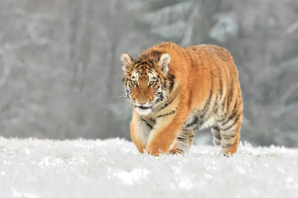 stock image Siberian tiger Panthera tigris wildlife tigris nature Amur tiger winter wild animal, snow of frost forest landscape protected endangered animal occurrence hunting ban native to the Russian far East