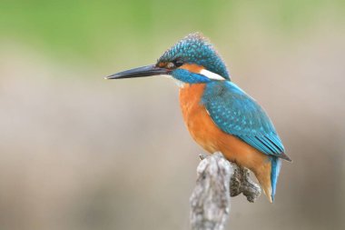 Common kingfisher Alcedo atthis bird songbird wildlife nature predator cock o the north, beautiful animal mountain finch, lovely magical animal, bird watching ornithology, insectivore prey fauna clipart