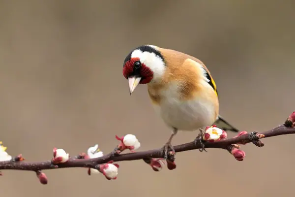 Stock image European goldfinch Carduelis carduelis bird songbird wildlife nature predator cock o the north, beautiful animal mountain finch, lovely magical animal, bird watching ornithology, insectivore prey