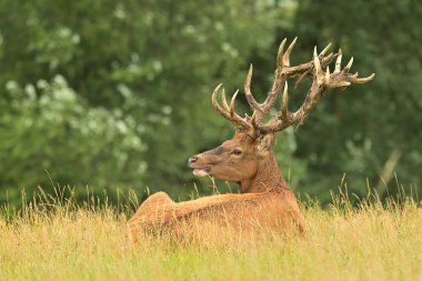 Kızıl geyik boynuzları, vahşi yaşam Cervus elaphus, batı geyiğine yaltaklanır Avrupa erkek geyiği çayırlarda otlar dağlarda güzel gözler kürk ormanı, yaygın hayvan bakımı, Avrupa 'da avlanır.