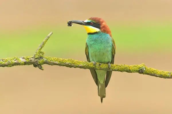 Stock image European bee-eater Merops apiaster bird songbird wildlife nature beautiful animal finch, lovely magical animal, rain bird watching ornithology, insectivore prey fauna wildlife sweetheart feathered