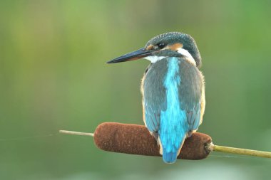 Common kingfisher Alcedo atthis bird songbird wildlife nature predator cock o the north, beautiful animal mountain finch, lovely magical animal, bird watching ornithology, insectivore prey fauna clipart