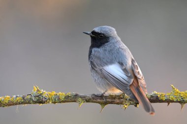 Siyah kızıl başlıklı Phoenicurus ochruros kuş ötüşlü yaban hayatı yırtıcı horoz kuzeyde, güzel hayvan ispinozu, sevimli büyülü hayvan, kuş izleme kuşbilimi, böcek avı fauna