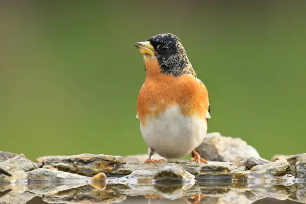 Stock image Brambling Fringilla montifringilla bird songbird wildlife nature predator cock o the north, beautiful animal mountain finch, lovely magical animal, bird watching ornithology, insectivore prey fauna