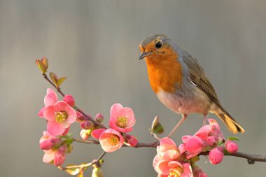 Avrupalı bülbül Erithacus Rubecula kuş ötüşü vahşi doğa yırtıcı horoz kuzeyde, güzel hayvan ispinozu, sevimli büyülü hayvan, kuş izleme kuşbilimi, böcek avlama faunası