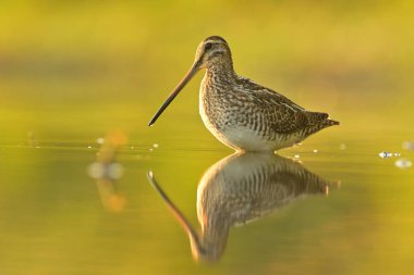 Yaygın çulluk Gallinago Gallinago kuş yağmuru gölet sularında süzülen kıyı kuşları genç doğa yürüyüşleri sevimli, güzel hayvan, güzel hayvan, kuş kuşbilimi, vahşi yaşam tatlı