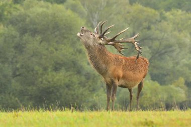 Cervus elaphus yaban hayatı. Kızıl geyik boynuzları avlanır. Batı geyiği Avrupa erkek geyiği çayırlarda otlar. Dağlarda güzel gözler.