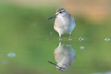 Orman işçisi Tringa Glareola kuş yağmuru gölet sularında süzülen kıyı kuşları genç doğa yürüyüşleri sevimli, güzel hayvan, sevimli hayvan, kuş kuşbilimi, vahşi yaşam tatlı