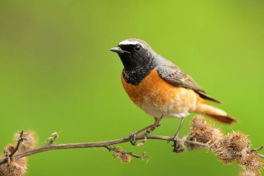 Yaygın bir kızılgerdan olan Phoenicurus Phoenicurus kuş ötücü yaban hayatı yırtıcı horoz kuzeyde, güzel hayvan ispinozu, sevimli büyülü hayvan, kuş izleme kuşbilimi, böcek avı