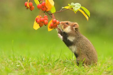 Cricetus cricetus European hamster rodent eurasian black-bellied common grassland in the fields of landscape cereal wheat region, beautiful eyes and fur, eats fruits and berries of harvested crop clipart