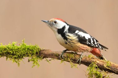 Ortanca benekli ağaçkakan Dendrocopos medius kuş ötücü yaban kuşu doğanın yırtıcı horozu kuzeyde, güzel hayvan ispinozu, sevimli büyülü hayvan, kuş izleme kuşbilimi, böcekler.