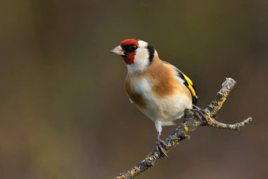 Avrupa ispinozu Carduelis carduelis kuş ötüşlü yaban hayatı doğa yırtıcı horoz kuzeyde, güzel hayvan ispinozu, sevimli büyülü hayvan, kuş izleme kuşbilimi, böcek avı