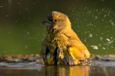 Avrupa yeşil ispinozu Chloris Chloris Kloris kuş ötüşü vahşi doğa yırtıcı horoz kuzeyde, güzel hayvan ispinozu, sevimli büyülü hayvan, kuş izleme kuşbilimi, böcek avlama faunası