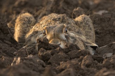 European hare Lepus europaeus brown cute darling field meadow animal in nature, draw near village, runs fast, cubs beautiful eyes caress, has big ears, agricultural landscape, food crop after harvest clipart