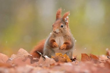 Kırmızı sincap Sciurus vulgaris eurasian sevimli orman çayırı hayvan doğada paslı güzel aşıklar, ağaç filbert fındık topluyor köyün yakınına çekiliyor, koşuyor hızlı sıçrıyor yavruları okşuyor, büyük