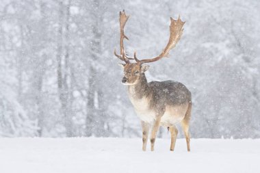 Avrupa geyiği Dama dama boynuzları avlanır Batı kızıl geyiği erkek Avrupa çayırlarda otlar güzel gözler kürk ormanı dağlarda, güzel, sevimli, yaygın türler avlanır Avrupa 'da avlanır