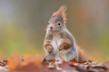 Red squirrel Sciurus vulgaris eurasian cute darling forest meadow animal red rusty in nature eyes beautiful loving, tree filbert collect nuts draw near village, runs jump fast cubs caress, has big clipart