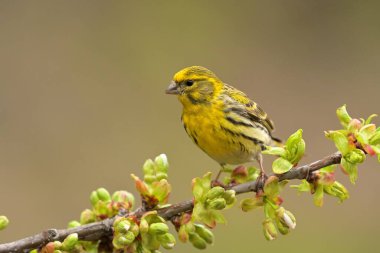 Avrupa serini Serinus serinus serinus kuş ötüşü vahşi doğa yırtıcı horoz kuzeyde, güzel hayvan ispinozu, sevimli büyülü hayvan, kuş izleme kuşbilimi, böcek avlama faunası