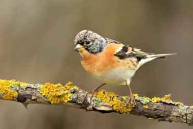 Böğüren Fringilla montifringilla kuş bülbülü ötüşü vahşi doğa yırtıcı horoz kuzeyde, güzel hayvan ispinozu, sevimli büyülü hayvan, kuş izleme kuşbilimi, böcek avı fauna