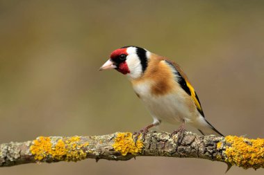 Avrupa ispinozu Carduelis carduelis kuş ötüşlü yaban hayatı doğa yırtıcı horoz kuzeyde, güzel hayvan ispinozu, sevimli büyülü hayvan, kuş izleme kuşbilimi, böcek avı