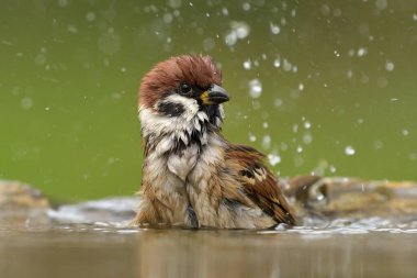 Avrasya ağaç serçesi Yolcu Montanus ötücü kuş yaban hayatı yırtıcı horoz kuzeyde, güzel hayvan ispinozu, sevimli büyülü hayvan, kuş izleme kuşbilimi, böcek avı fauna