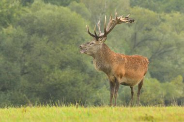 Cervus elaphus yaban hayatı. Kızıl geyik boynuzları avlanır. Batı geyiği Avrupa erkek geyiği çayırlarda otlar. Dağlarda güzel gözler.