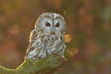 Tawny owl Strix aluco bird young northern long-eared owl feather dusty fluff wild nature lesser horned cat, beautiful animal, lovely magical animal, bird watching ornithology, fauna wildlife sweet clipart