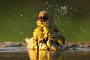 Avrupa yeşil ispinozu Chloris Chloris Kloris kuş ötüşü vahşi doğa yırtıcı horoz kuzeyde, güzel hayvan ispinozu, sevimli büyülü hayvan, kuş izleme kuşbilimi, böcek avlama faunası