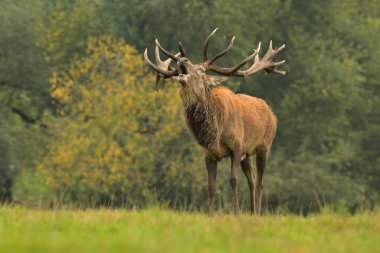 Kızıl geyik boynuzları, batı yumurtası geyiği avlar Avrupa geyiği otlar. Dağlarda güzel gözler kürk ormanı, güzel, sevimli, yaygın türler, hayvan bakımı, Avrupa 'da avlanır.