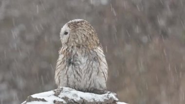 Tawny baykuş Strix aluco kuş genç kuzey uzun kulaklı baykuş tüyü tozlu tüylü vahşi doğa daha az boynuzlu kedi, güzel hayvan, güzel büyülü hayvan, kuş izleme kuşbilimi, vahşi yaşam tatlı