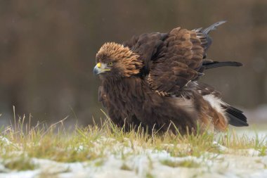 Altın kartal Aquila chrysaetos kuş vahşi kuzey atmaca vahşi doğayı avlar avcı kar, güzel hayvan, sevimli büyülü hayvan, kuş izleme kuşbilimi, kış karlı ve soğuk don faunası