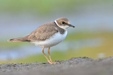 Litte ringa karası Charadrius dubius kuş yağmuru gölet sularında süzülen kıyı kuşları genç doğa yürüyüşleri sevgili, güzel hayvan, sevimli hayvan, kuş bilimi, vahşi yaşam Avrupa
