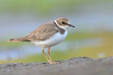 Litte ringed plover Charadrius dubius bird rain water in pond wetland wading shorebirds waders young nature wildlife darling, beautiful animal, lovely animal, ornithology, fauna wildlife Europe clipart