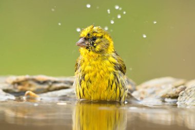 Avrupa serini Serinus serinus serinus kuş ötüşü vahşi doğa yırtıcı horoz kuzeyde, güzel hayvan ispinozu, sevimli büyülü hayvan, kuş izleme kuşbilimi, böcek avlama faunası