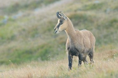 Chamois rupicapra rupicapra batıda yaşayan kızıl geyik erkek Avrupa çayırda otluyor güzel gözler kürk ormanı dağlarda, güzel sevgili, yaygın avlanan hayvan bakımı, avlanan Avrupa