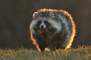 Yaygın rakun köpeği Nyctereutes, Çin Asya sahasında procyonoides, Avrupa 'da sevimli, sevgili, istilacı türler, akşam güneşi, yaz mevsimi görünüşü, biyolojik çeşitlilik için canavar kürkü sorunu, doğa.