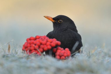 Karatavuk Turdus Merula kuş ötüşü vahşi doğa yırtıcı horoz kuzeyde, güzel hayvan ispinozu, sevimli sihirli hayvan, kuş izleme kuşbilimi, böcek avı fauna